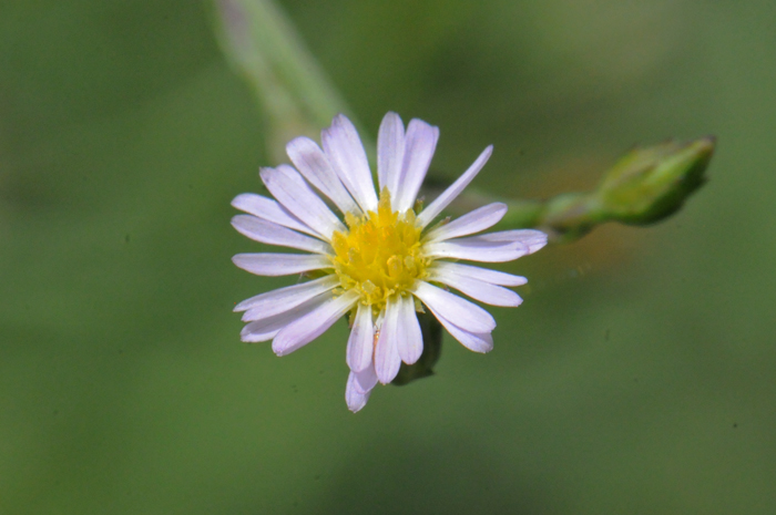 Laennecia coulteri, has beautiful, but small white and yellow flowers; Coulter's Horseweed